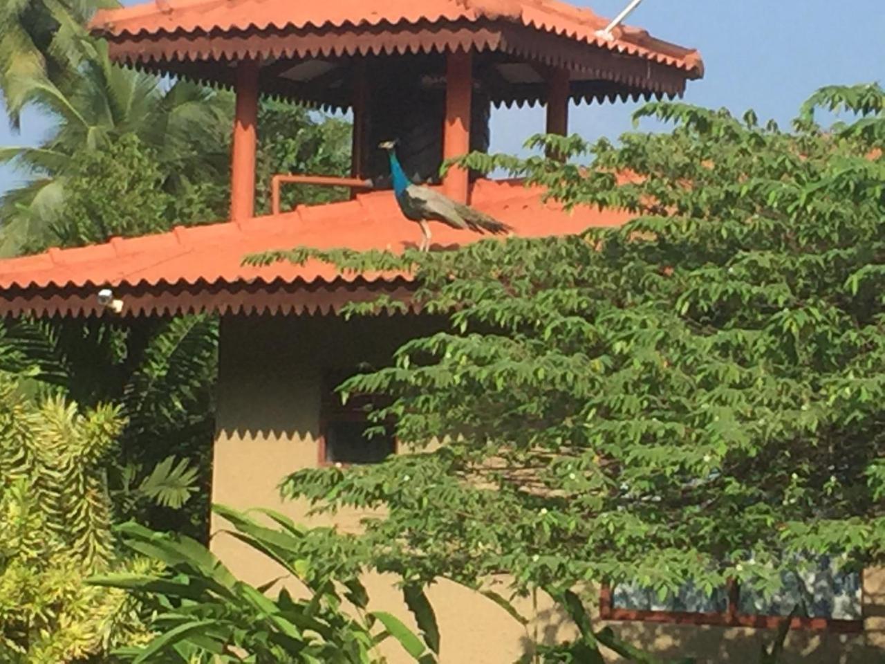 Mass Eco Cabana Yoga & Spa - Unawatuna Buitenkant foto
