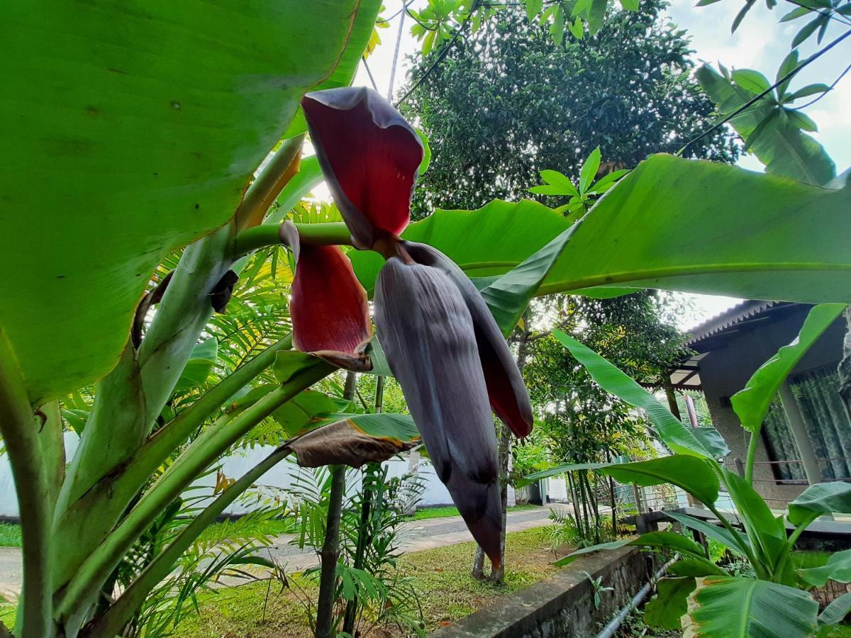 Mass Eco Cabana Yoga & Spa - Unawatuna Bed and Breakfast Buitenkant foto